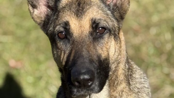 Help Sunny, Senior Rescue, Get Life-Saving Surgery campaign photo, 1 of 3