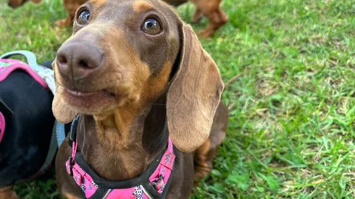 HELP SWEET SHILOH WALK AGAIN- Emergency IVDD Surgery campaign photo, 1 of 5