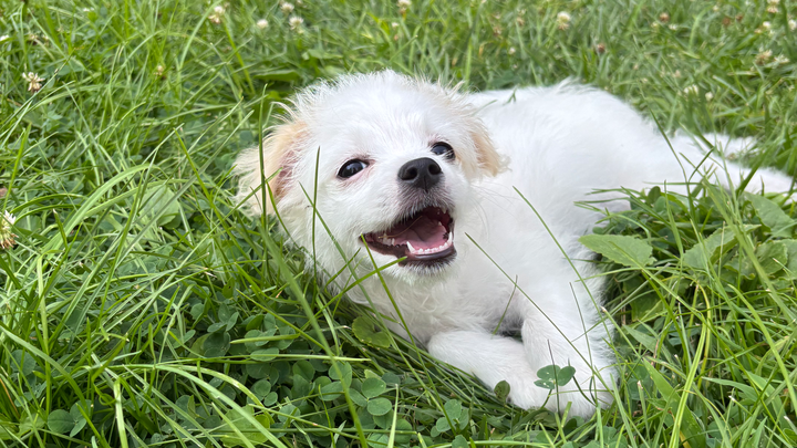Bring Back Eevee’s Joyful Puppy Days campaign photo, 1 of 8