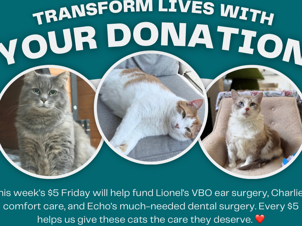 Fundraiser’s main image