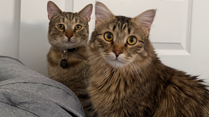 Support Branson and Cupid's Medical Battle campaign photo, 1 of 8