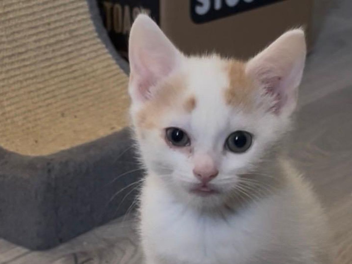 Save Baby Pezzle 9 weeks old in heart failure campaign photo, 1 of 8