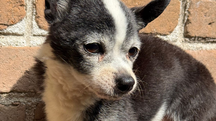 Abandoned senior dog needs life saving care campaign photo, 1 of 3