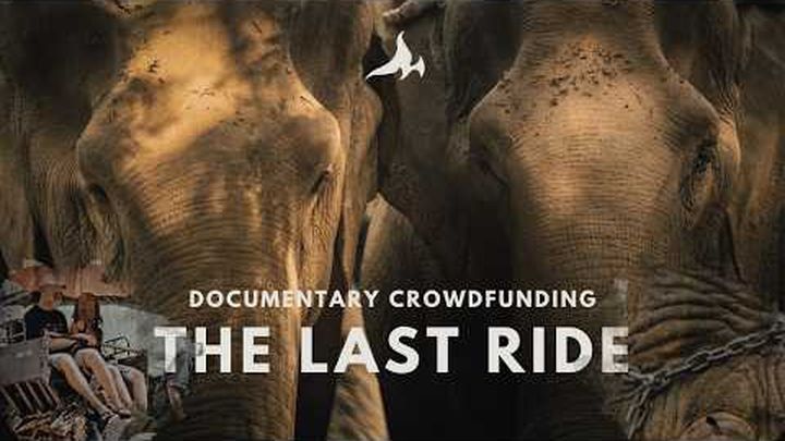 Stop Elephant Captivity — Support The Last Ride Documentary video thumbnail, 1 of 8