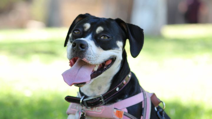 Help Pepper Fight Bone Cancer campaign photo, 1 of 8