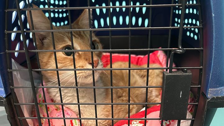 Help Chiquito Recover After Accident campaign photo, 1 of 8