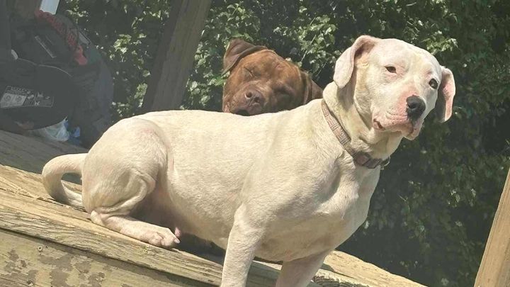 Nina our female pit! campaign photo, 1 of 5