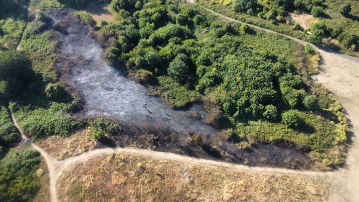 Dane Valley Woods: Project Recovery & Resilience campaign photo, 1 of 4
