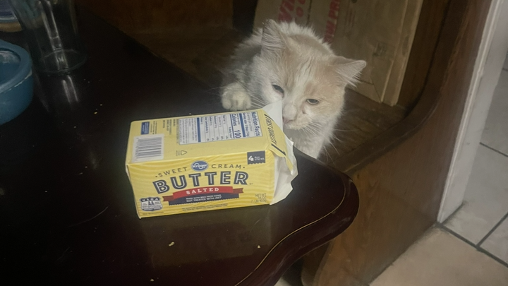 Aid for Butters' Vet Bills and Treatment campaign photo, 1 of 10