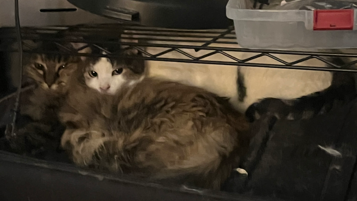 Help Yakndara and Cats Avoid Eviction and Rebuild campaign photo, 1 of 3