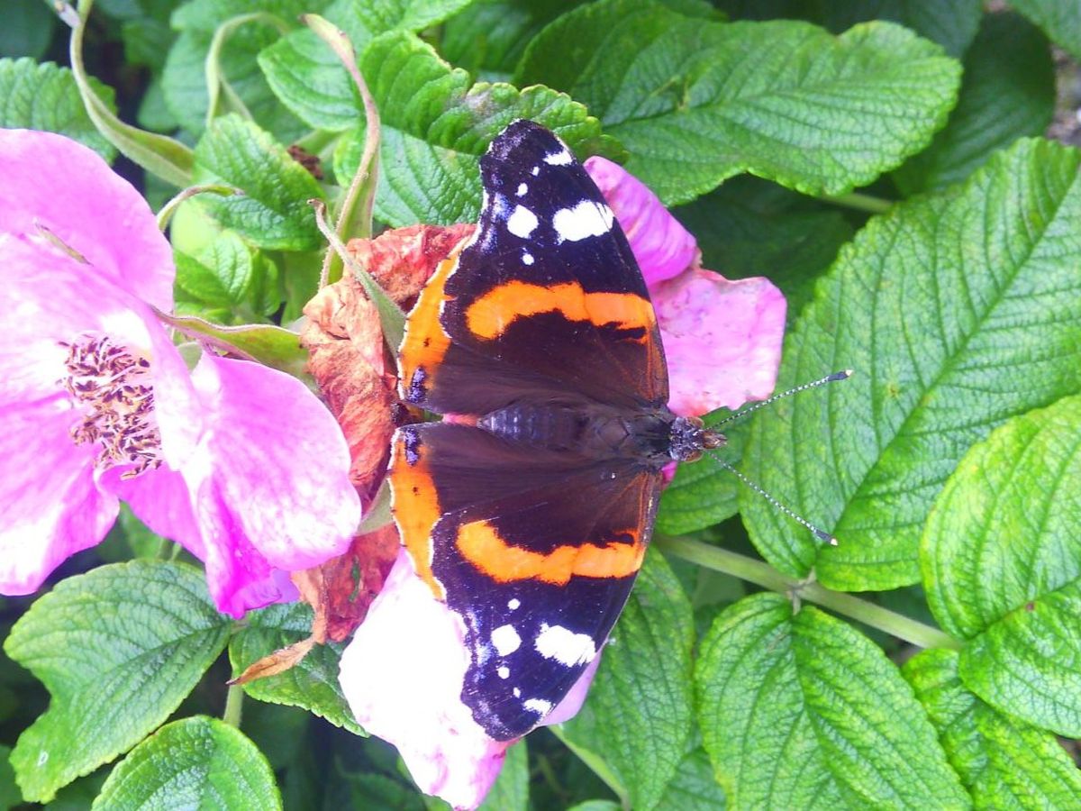 Hauptbild des Spendenaufrufs