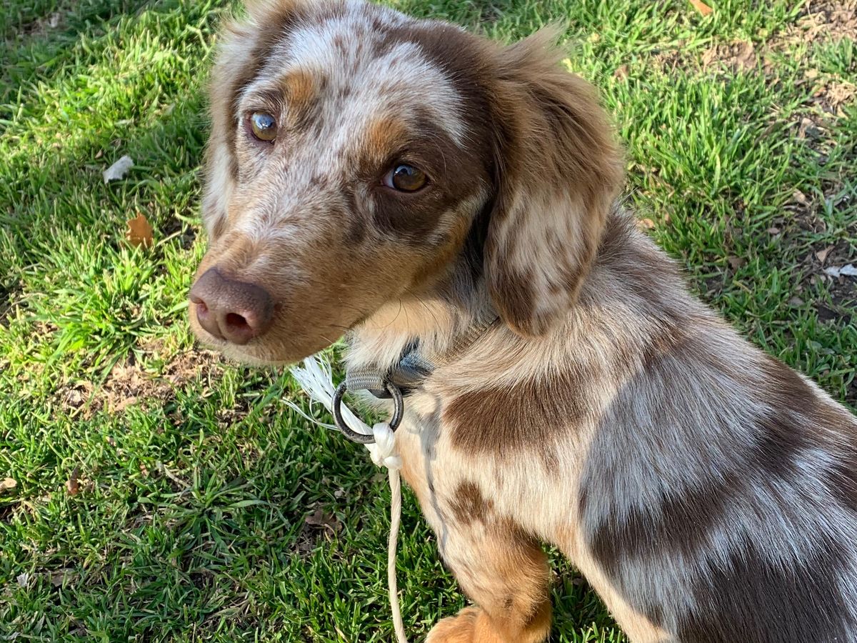 Australian Shepherd Mixed With Cocker Spaniel