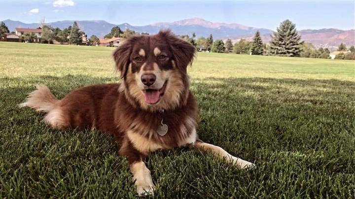Help Nala Recover from ICU Emergency campaign photo, 1 of 8