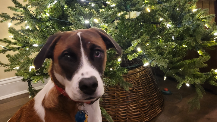 Please help Juniper get the surgery she needs campaign photo, 1 of 4