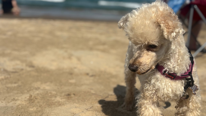 Urgent Surgery Needed for Paris the Poodle campaign photo, 1 of 8