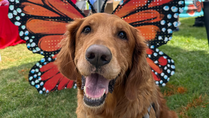 Support Our Girl's Battle with Hemangiosarcoma campaign photo, 1 of 8