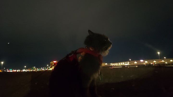 Help Me & My Pets Rebuild Stability campaign photo, 1 of 7