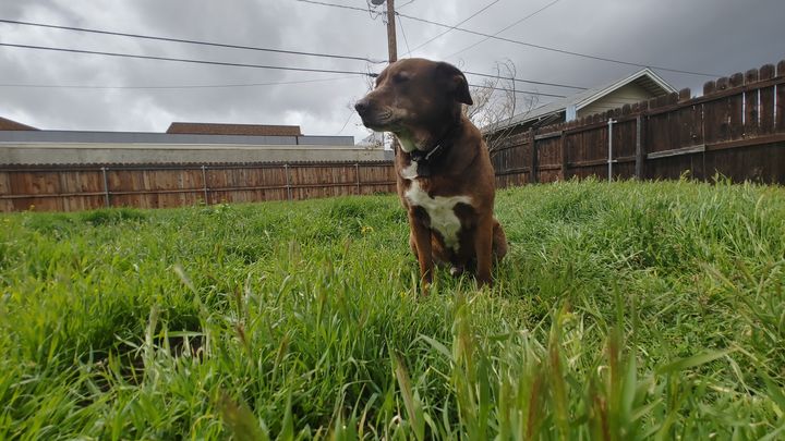 Brownie’s treatment campaign photo, 1 of 7