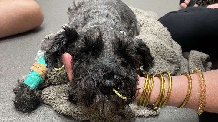 Schnauzer Bangle Bracelet - Black Schnauzer Schnauzer Bangle Bracelet - Black Schnauzer