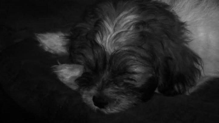 please help my senior dog Buttons with vet care campaign photo, 1 of 9