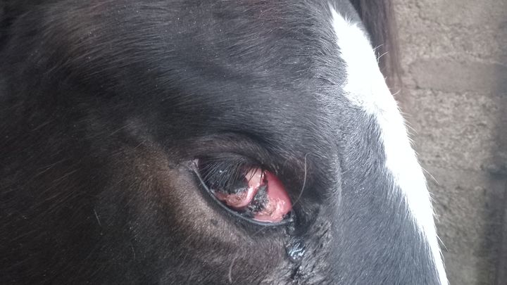Veterinary bill. Eye op for Bram campaign photo, 1 of 3