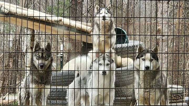 Help Save Our Husky Sanctuary and Family Home. campaign photo, 1 of 8