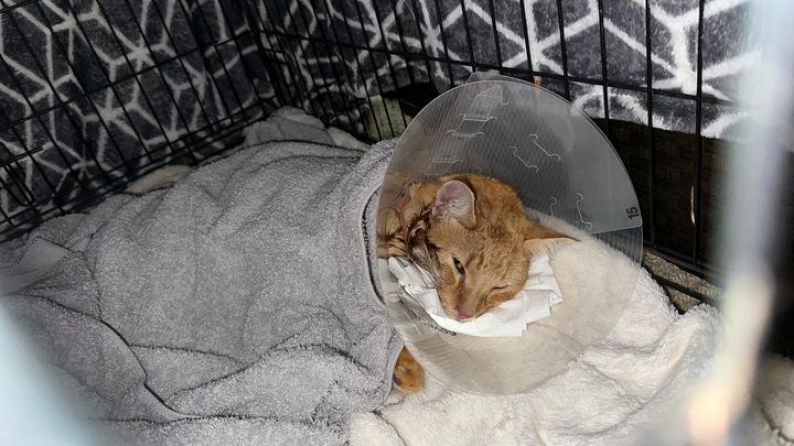 Help Our Cat, Cosmo, Beat Feline Idiopathic Cystitis campaign photo, 1 of 5