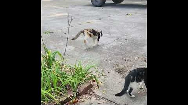 Help us help Aurora and her kittens! video thumbnail, 1 of 7