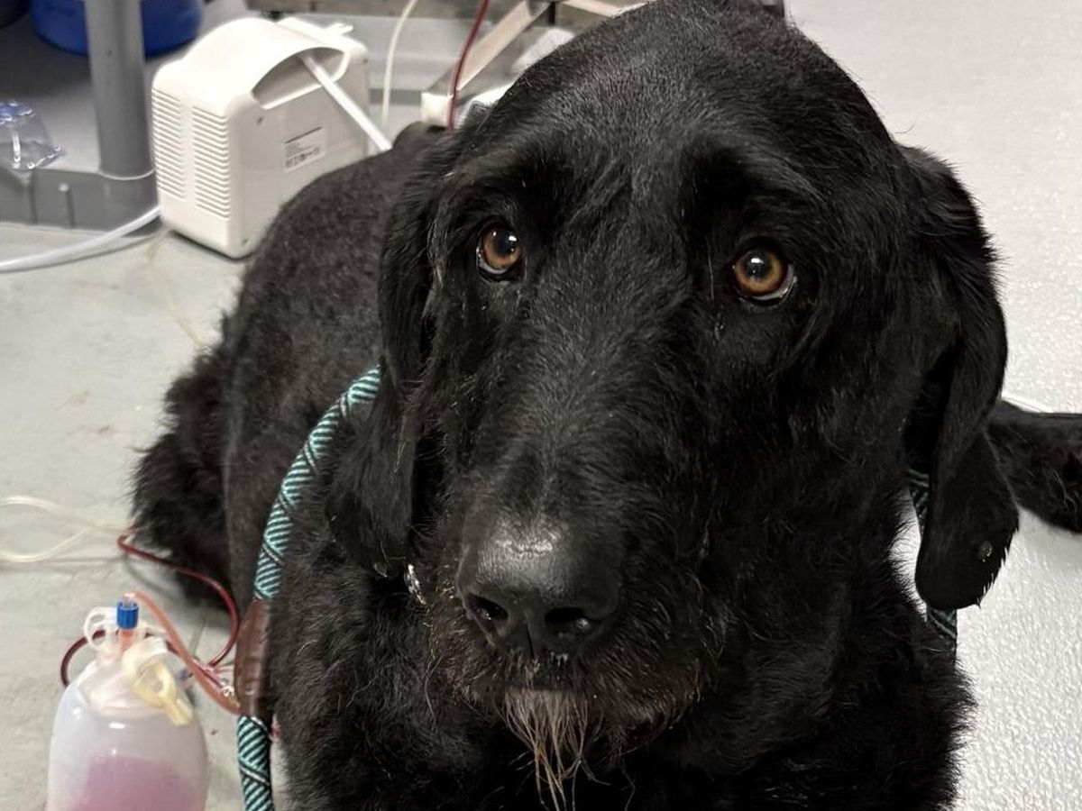 Srjc Graduation Fundraiser by Tim Wandtke : Help Marissa and Bear Recover