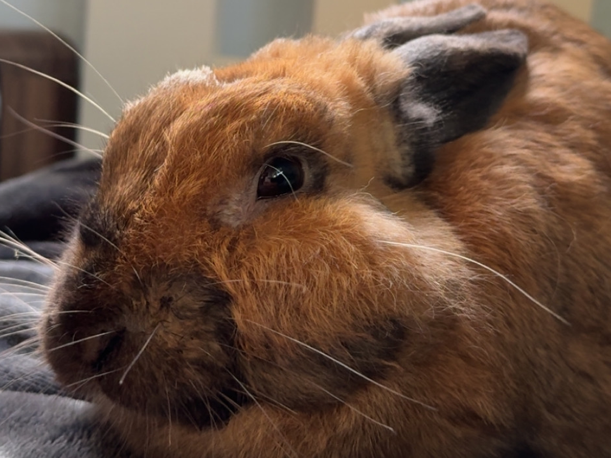 Coco vet funds campaign photo, 1 of 4
