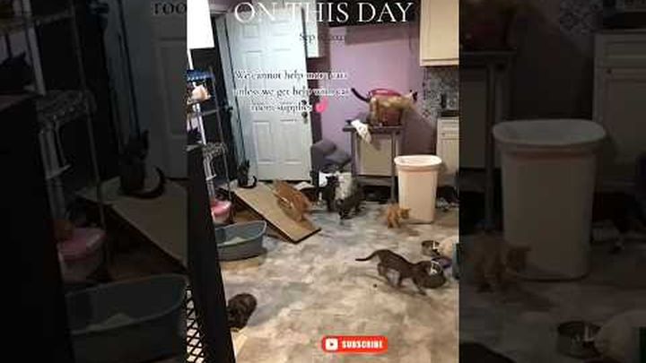 Help Viviana Build Catios for Feral,Stray Cats video thumbnail, 1 of 8