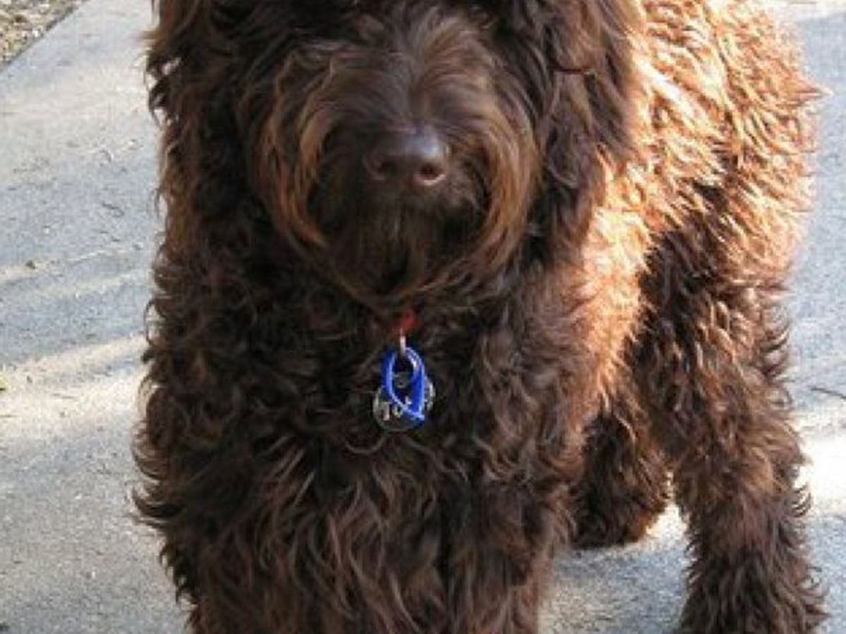 Help mee voor een hulp hond campaign photo, 1 of 3