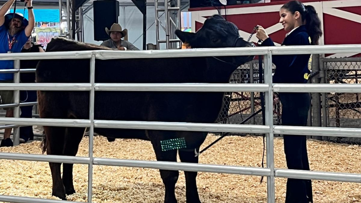 Donate to Isabella's Senior Year Steer Success campaign photo, 1 of 8