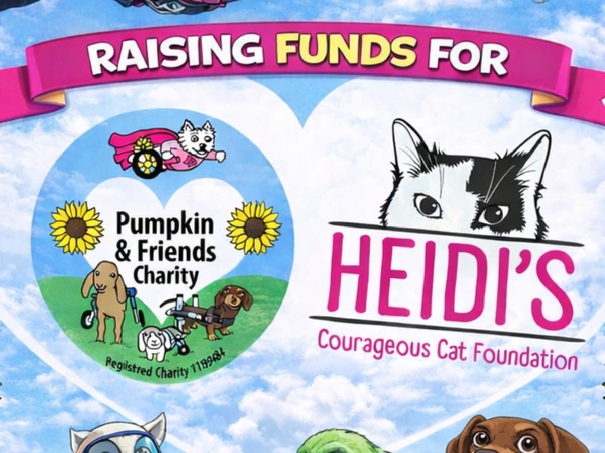 Fundraiser’s main image