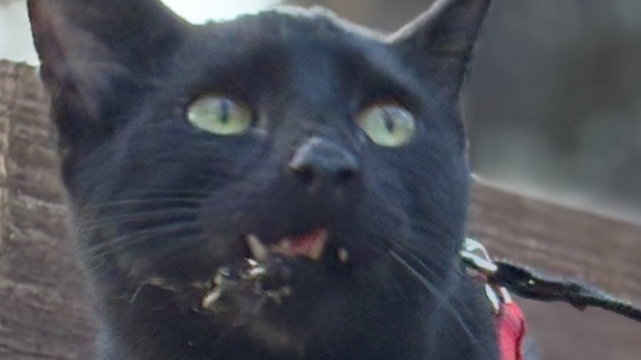 Help briar fix his broken jaw campaign photo, 1 of 8