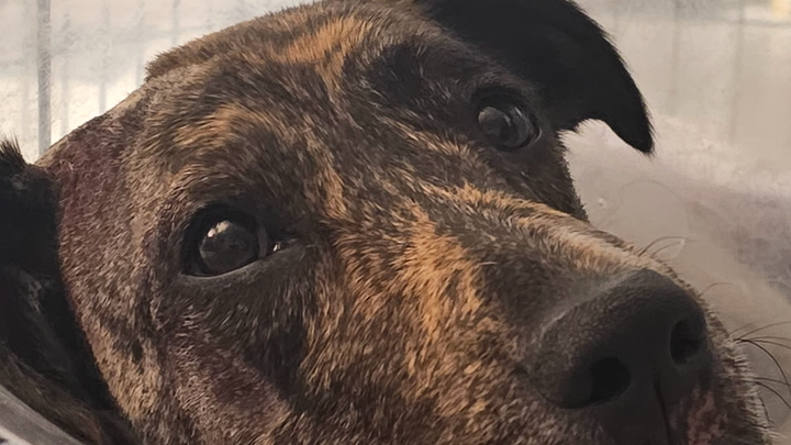 PLEASE Help our Fur Baby Heal from car accident campaign photo, 1 of 8