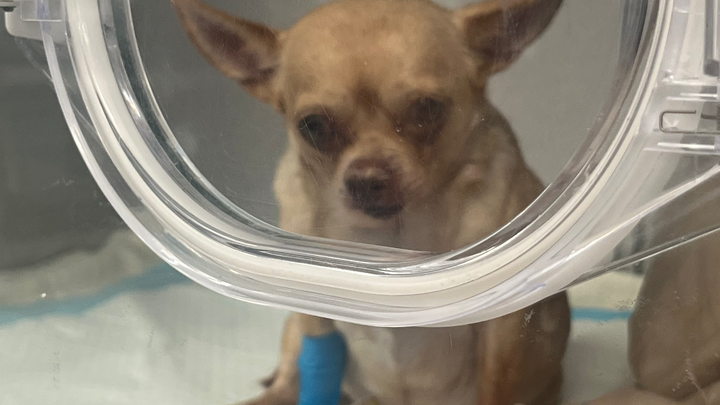 Save Anaya: The Leeman Family's Dog campaign photo, 1 of 4