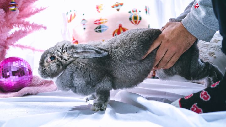 Help with Bisky’s Emergency Surgery for Christmas campaign photo, 1 of 2