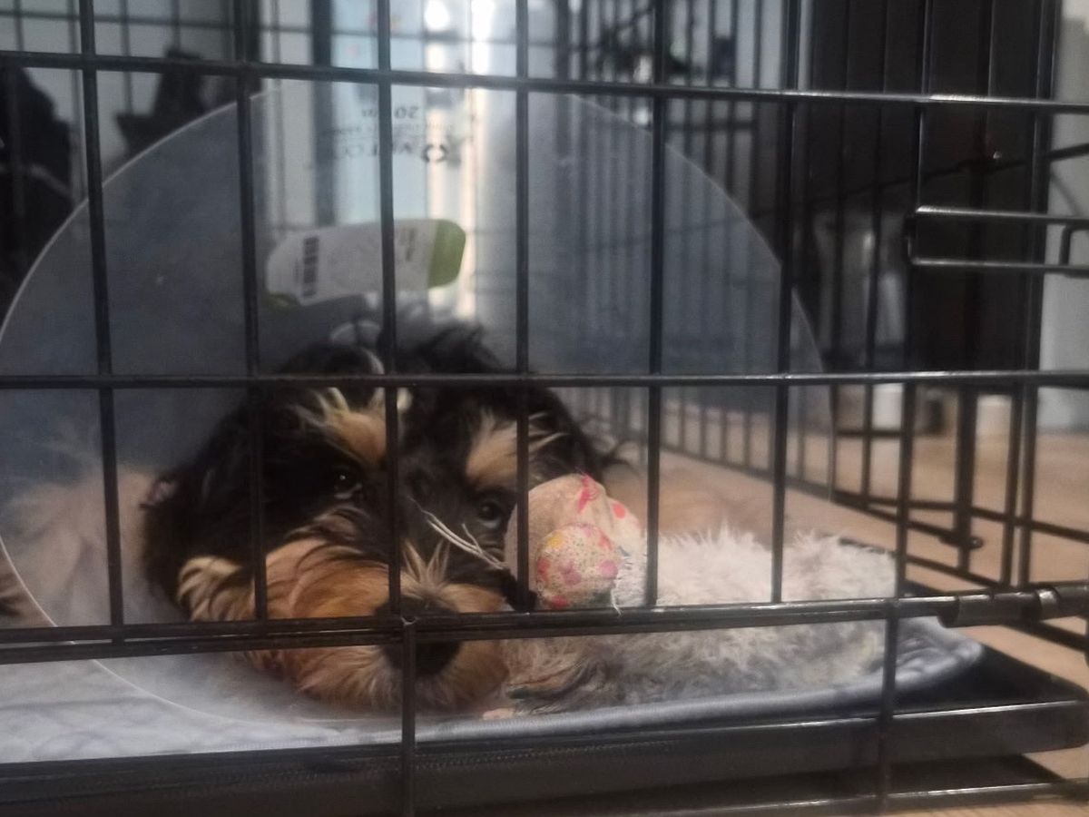 Fundraiser by Liane Hernstadt : PLEASE HELP 5 MONTH OLD MAIA THE