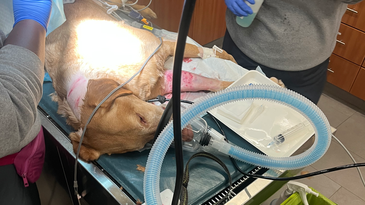 Medical Care for Sweet Remi's Recovery campaign photo, 1 of 3
