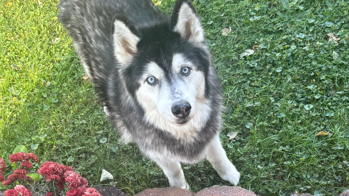 Support Kush's Comfort and Care in His Final Months campaign photo, 1 of 8