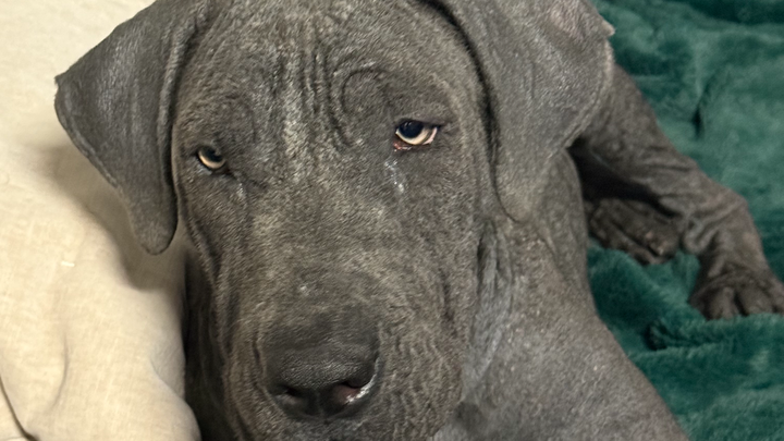Urgent Help Needed for Dumped 5-Month Puppy campaign photo, 1 of 5