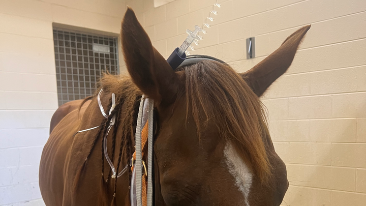 Donate to Save Emilee's Beloved Horse Calie campaign photo, 1 of 6