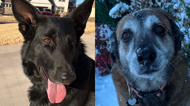 Help Tonks and Mika Get Life-Saving Surgery campaign photo, 1 of 3