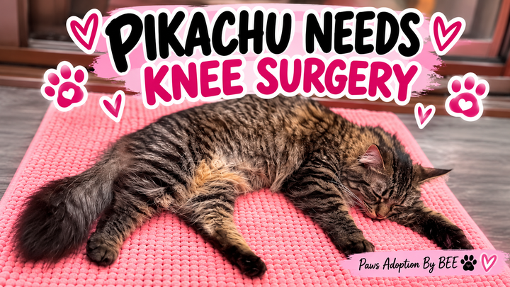 Help Pikachu Get Back on Her Feet campaign photo, 1 of 3