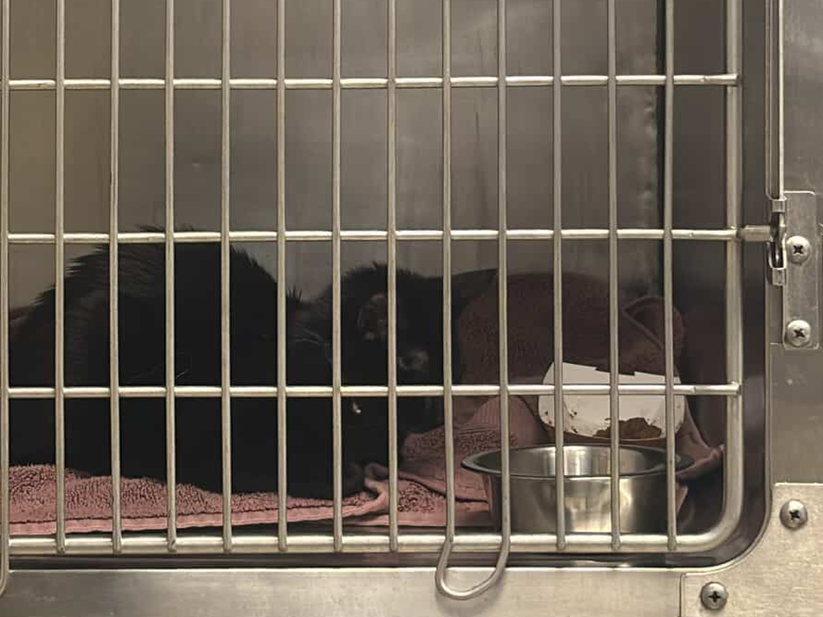 Help Ivy In Her Fight Against Feline Panleukopenia campaign photo, 1 of 8
