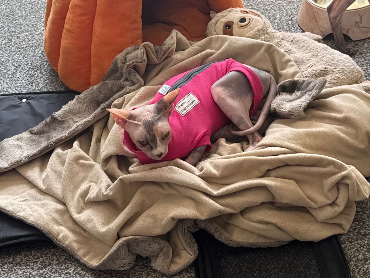 Help us save our beloved cat after emergency surgery complic campaign photo, 1 of 5