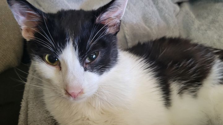 Help Save Ziggy: FIP Treatment for My Rescue Cat campaign photo, 1 of 5