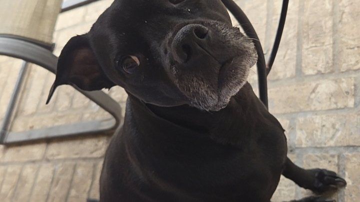 Support Gabby’s Urgent Surgery Fund campaign photo, 1 of 4