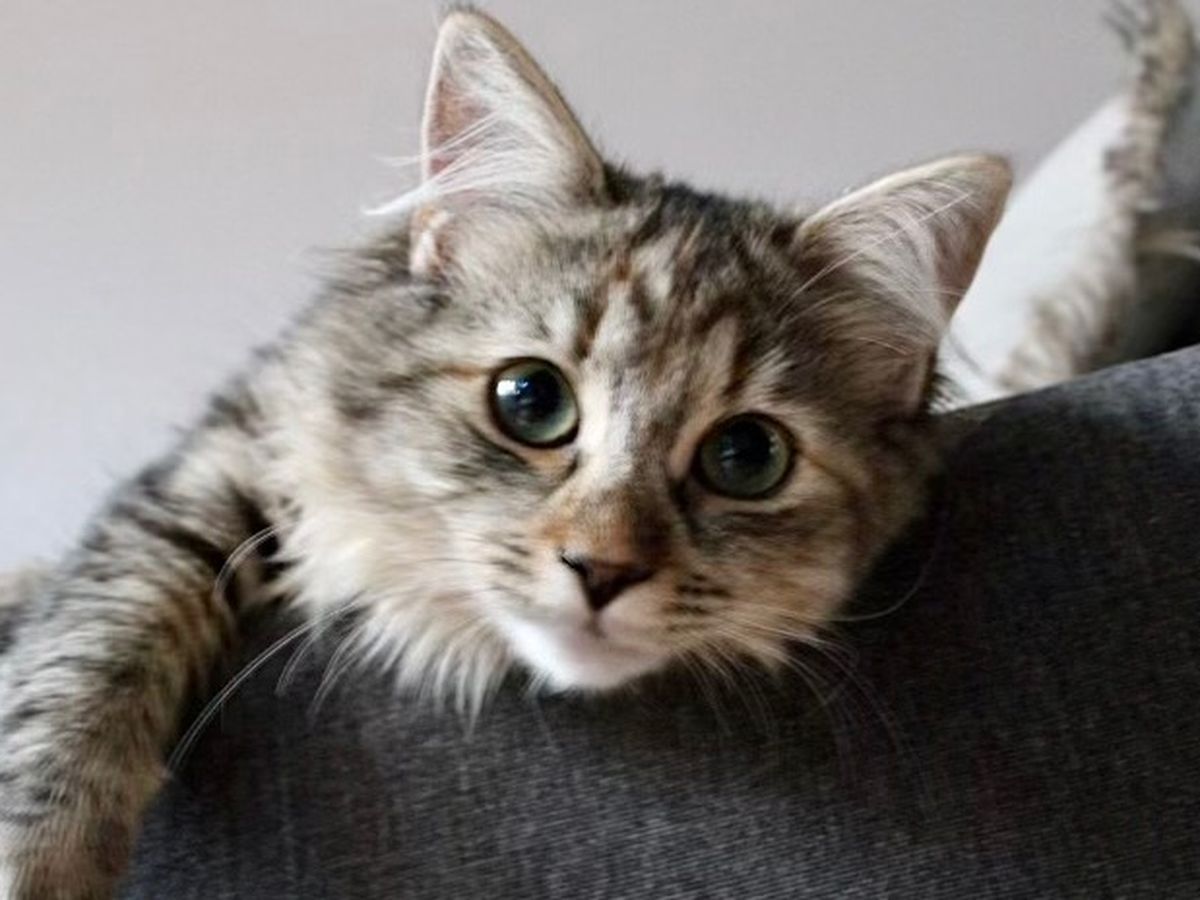 Fundraiser by Elsa Ahlbom Fischer : My nephews's cat!
